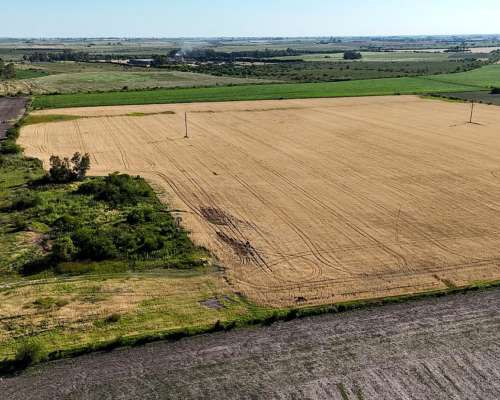Campo Agrícola Apto Granja