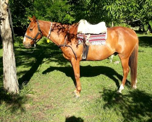 Vendo Caballo Manso (pato/polo)