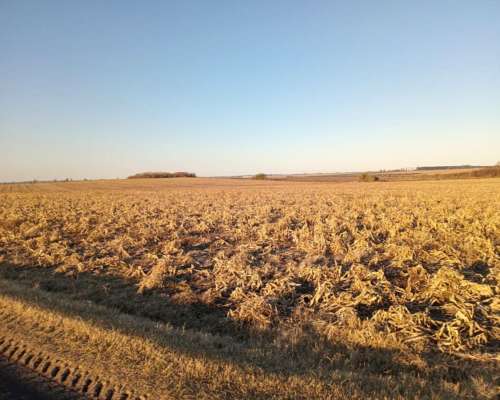 290 Ha 100 % Agrícolas. Campo de Excelencia