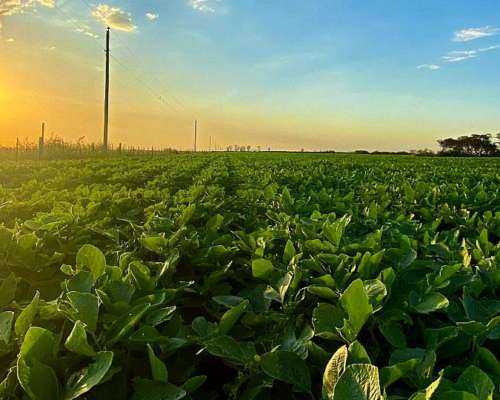 Venta Campo Mixto 687 Has. Zona Tostado (est. Pini) Santa FE