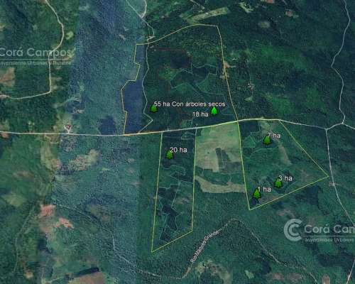 Campo Ganadero Forestal. 215 Ha con 120 Ha de Pino 15 Años