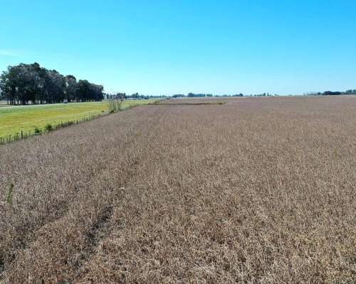 Campo Mixto 207 HA, las Flores (bs. As.)
