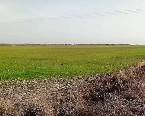 Alquilo Campo 92 Ha Mixto – Zona Productiva Consolidada