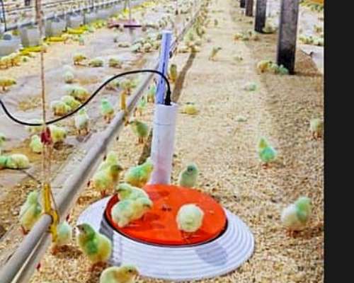 Monitoreo de Aviarios sin WI FI