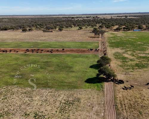 Venta Campo Mixto. 196 HA. la Camila, Santa FE.