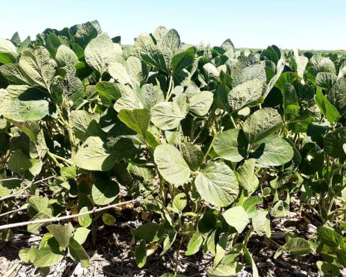 330ha Agrícolas en la Pampa