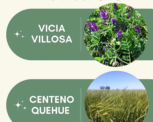 Semilla de Centeno y Vicia - Cultivos de Servicio