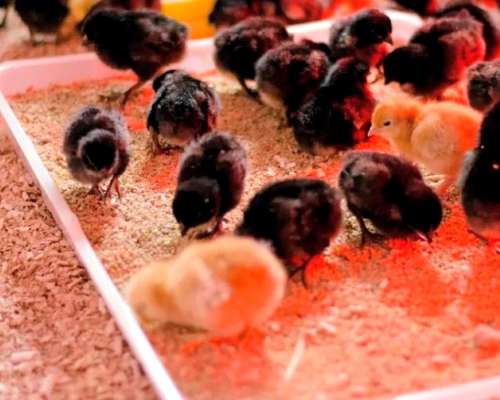 Ponedoras Negras Black Star