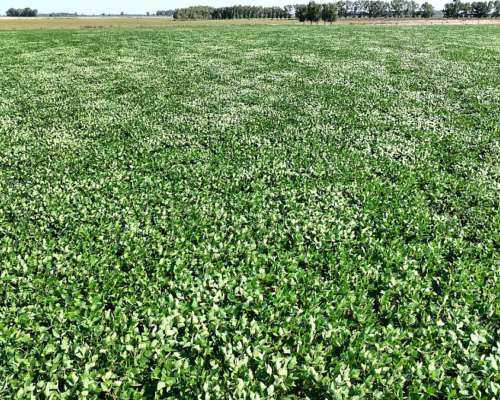 Chascomús, Buenos Aires - 1.038 Ha