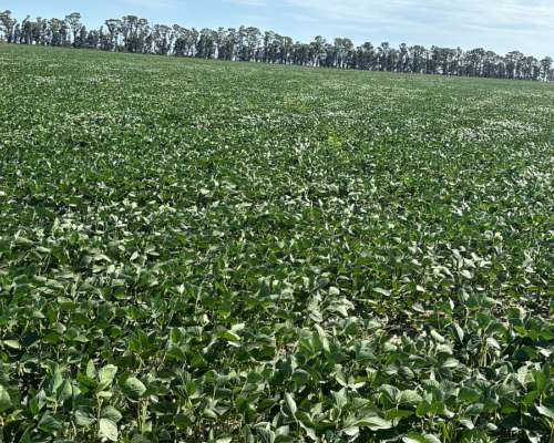 Campo 100% Agricola en ING Luiggi