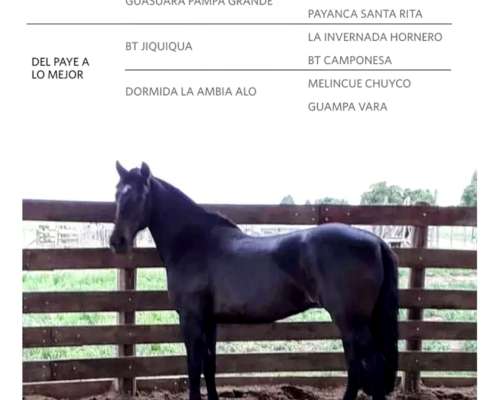 Vendo o Permuto por Terneros Yegua Criolla Pura Registrada M