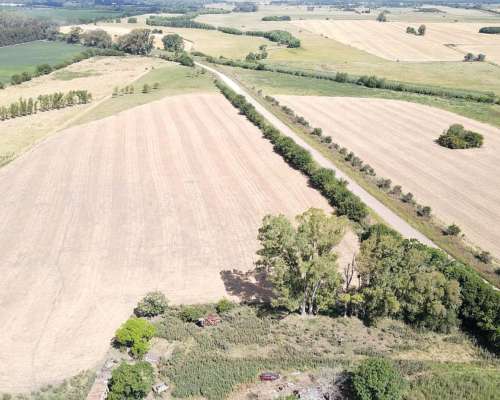 Campo Camino Diego Gaynor