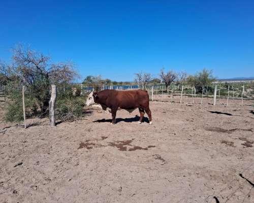Campo Ganadero Pampas Blancas, en la Rioja, 11500 Has