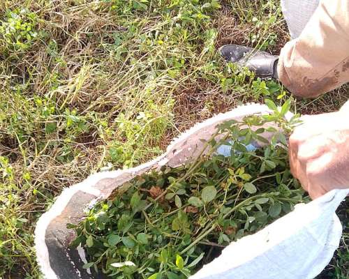 Vendo Fardos de 1ra Calidad en Abasto,la Plata