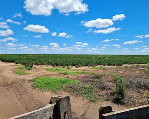Vendo 1000 Ha en Chamaico