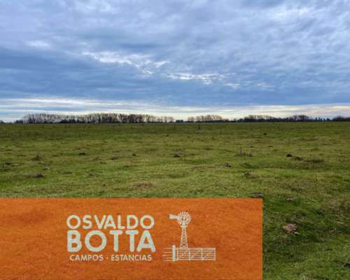 Campo en Venta 393has Mercedes, Buenos Aires