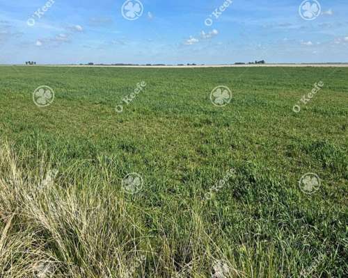 Campo en Venta de 667 Has en Gonzales Chaves