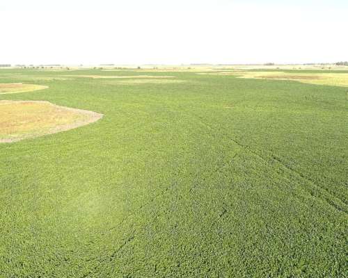 1.524 Has. en Venta - Bolívar - Buenos Aires.