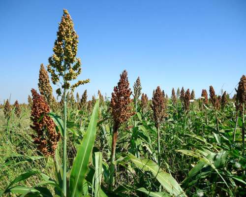 Vendo 1380 Ha en Logroño Financiado