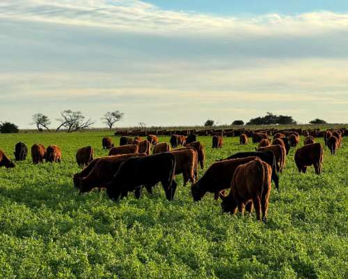 Alfalfas WL 922 Hvx.rr