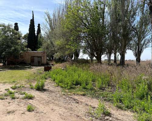 Finca 14 Ha el Pastal Mendoza. VID y Ciruelos