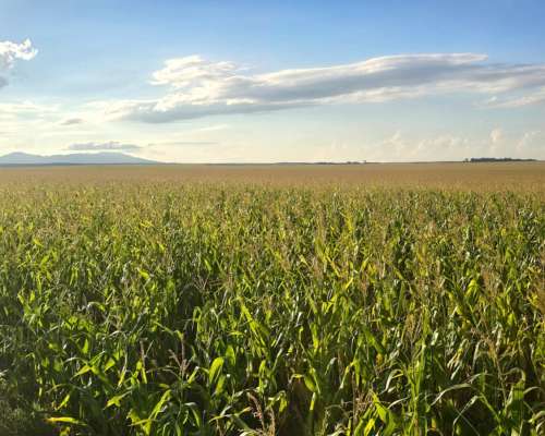 En Alquiler 1000 Ha Agrícolas Punilla