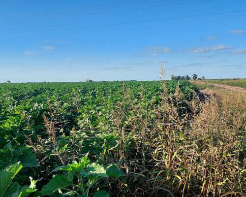 9105 Has SE Venden en Zona Moises Ville