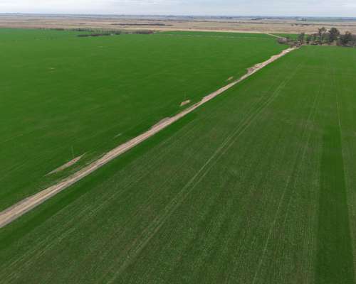 596 Has - Galvez (santa FE) - Agricola/ganadero
