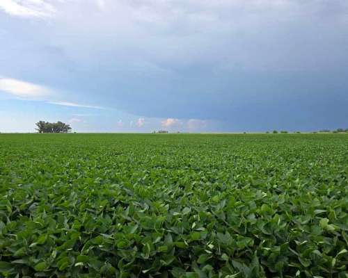 185 Has Agricolas Gral Pinto