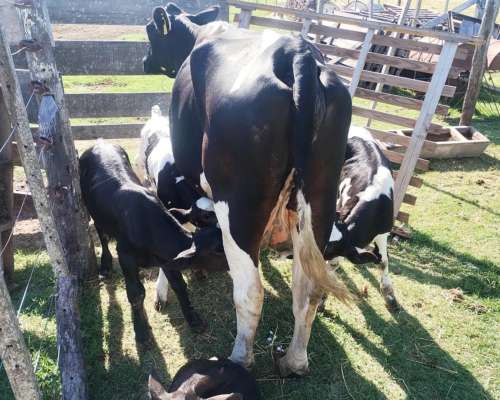 Vendo Dos Vaquillonas Holando con 2 Cria Cada UNA