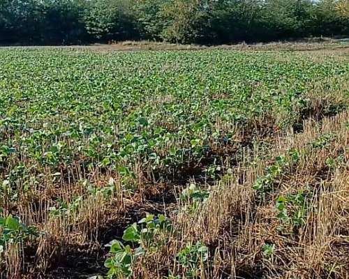 Campo 27 Ha Rosario del Tala Soja Trigo Sorgo