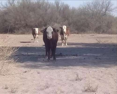 1110 Has en las Catitas, Mendoza