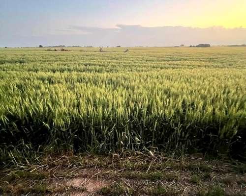 Campo de Privilegio 70 Hectáreas