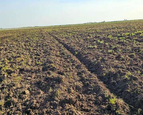 240 Hectareas Agricolas - Ganaderas en Alicia Córdoba