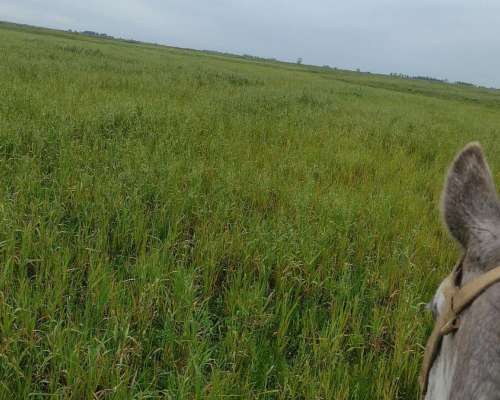 Capitalización Campo Ganadero o Pastaje