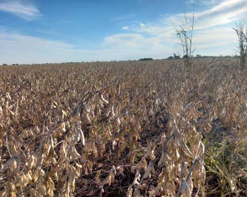 Oportunidad de Inversion. Campo Agricola