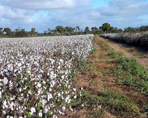 1480 Has Agricolas en Malbran Sobre Ripio