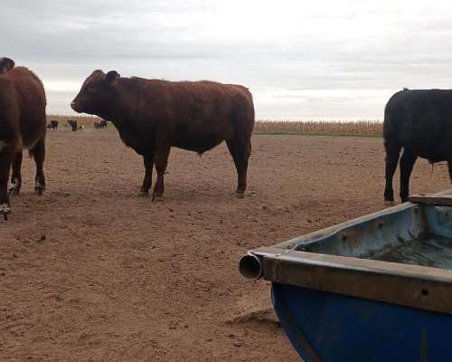 Santiagueño SE Ofrece para Labores de Campo Solo sin Familia