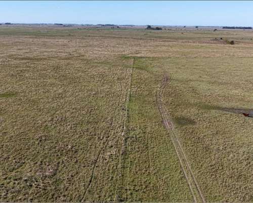 Vieytes (BS As): 200 Ha en Alquiler