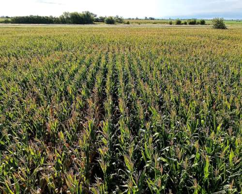 Vendo 100 Has en Humberto Primo