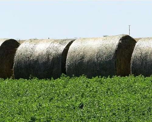 Vendo Rollos de Alfalfa Precios por Kg