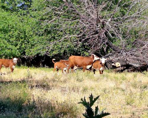 Gualjaina, Cushamen, Chubut - 2.501 Ha
