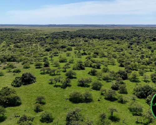 Vendo Campo Ganadero 430 H.A Zona Chajari E.R