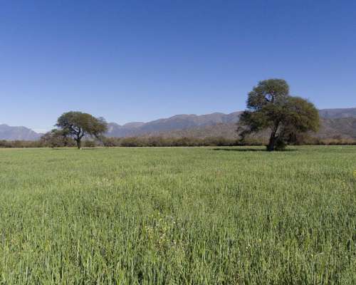 Pcia. de Salta - Talapampa 130 Has