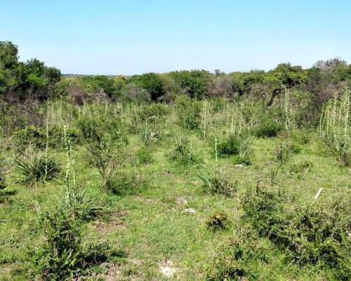 124 Ha Ganaderas. Campo Mixto. Zona Paraná