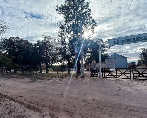 55 Hectareas con Olivos Aimogasta la Rioja