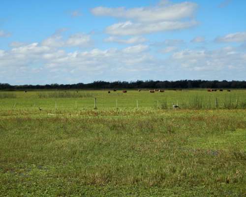 10150 Has Ganaderas Tostado Sobre RN98