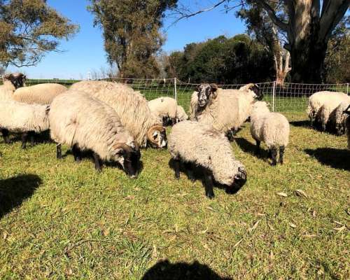 Venta Majada Ovejas Scottish Black Face