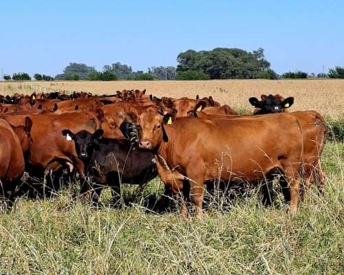 Venta de Terneros Angus 210 Kg