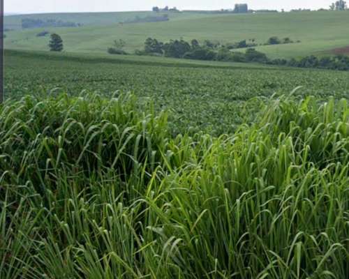 Oportunidad Unica Remato Campo en Otumpa